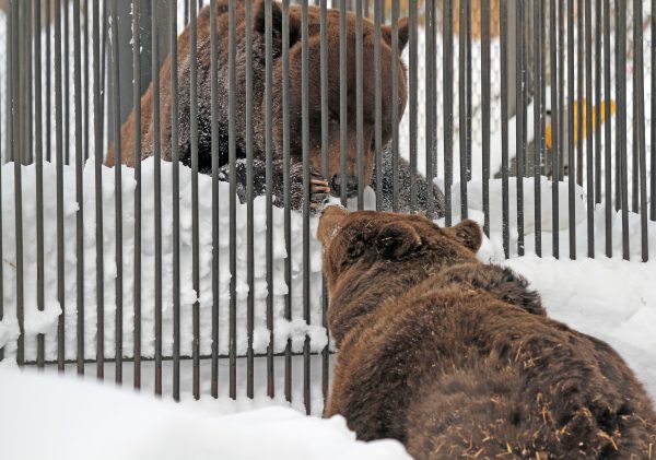 Бурые медведи Ляля и Балу вышли из зимней спячки в зоопарке «Лимпопо»