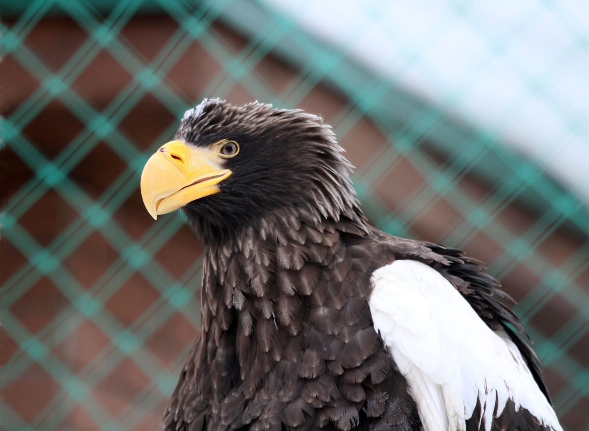 Спасенный белоплечий орлан идет на поправку в зоопарке «Лимпопо»