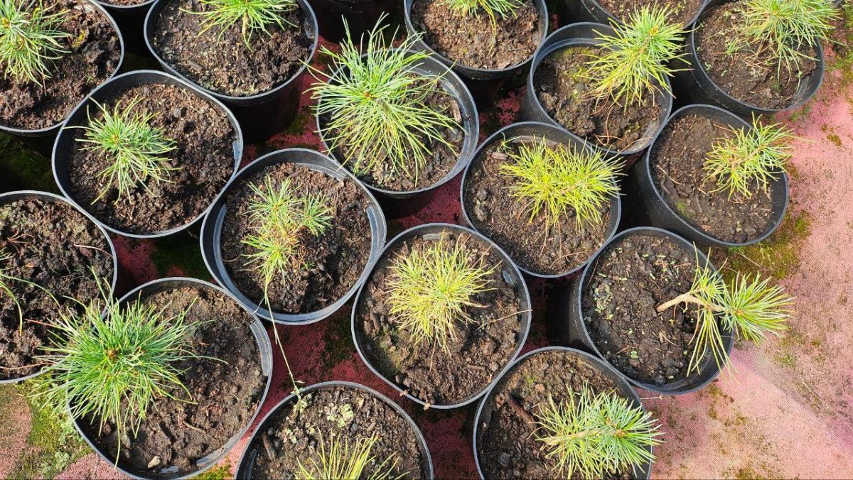 В 2026 году в Нижегородской области восстановят более 14 тысяч га&nbsp;леса