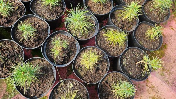 В 2026 году в Нижегородской области восстановят более 14 тысяч га&nbsp;леса