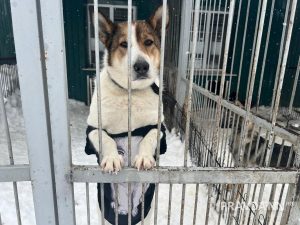 Алина Малинина