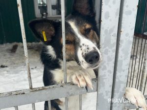 Алина Малинина