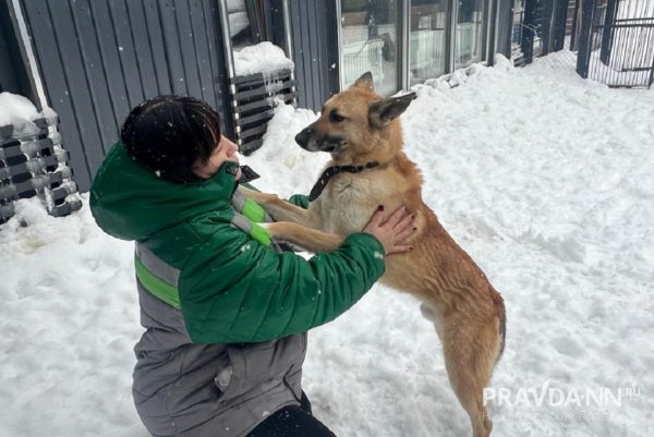 Волонтеры нижегородского приюта для животных рассказали о своей работе