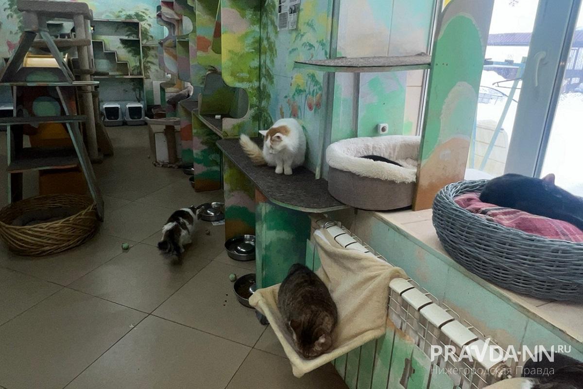 Кошки в приюте тоже ждут своего человека