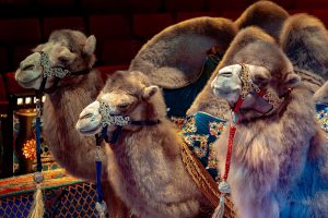 из архива шоу продюсерского центра Гии Эрадзе «Песчаная сказка»