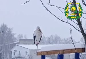 Перевозский аист, оставшийся на вторую зимовку, стойко переносит морозы