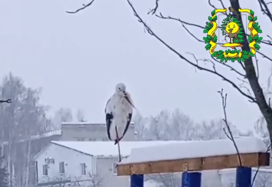 Перевозский аист, оставшийся на вторую зимовку, стойко переносит морозы