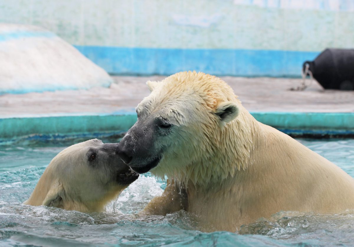 Фото: пресс-служба зоопарка "Лимпопо"