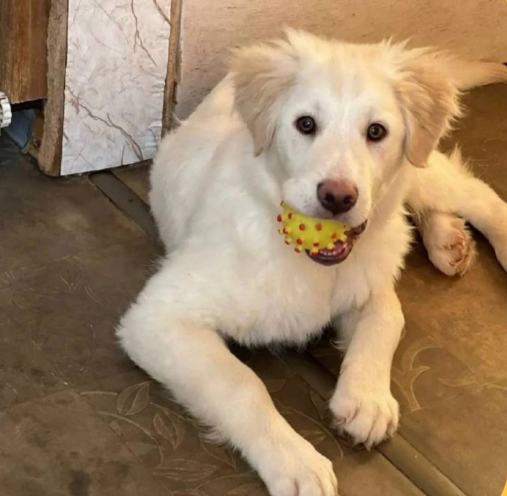 Фото: АО "Нижегородпассажиравтотранс"