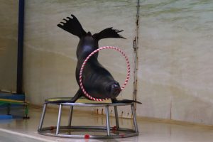 Пресс-служба РИК НРО «Единая Россия»