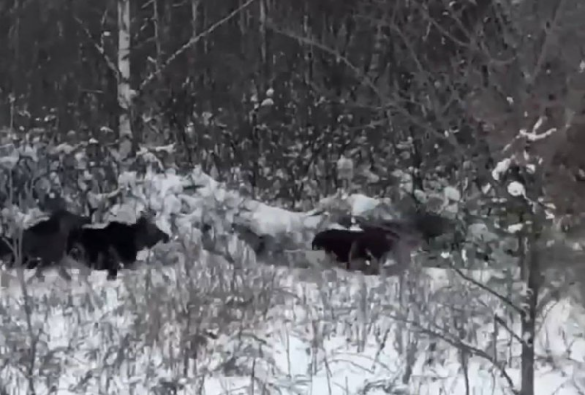 Семью лосей, прогуливающихся по лесу, заметили в Воротынском районе