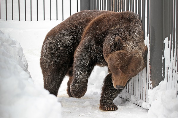 Бурые медведи вышли из спячки в нижегородском зоопарке «Лимпопо»