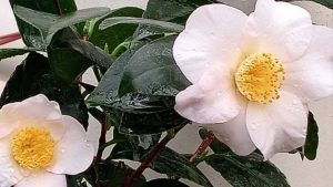 В Ботаническом саду Уфы необычно рано расцвела камелия японская