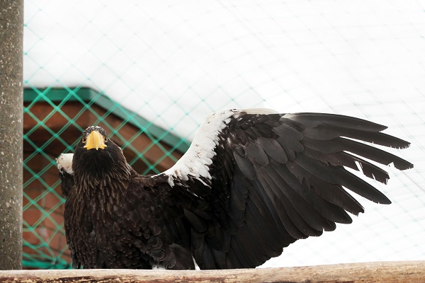 Краснокнижный орлан идет на поправку в нижегородском зоопарке «Лимпопо»
