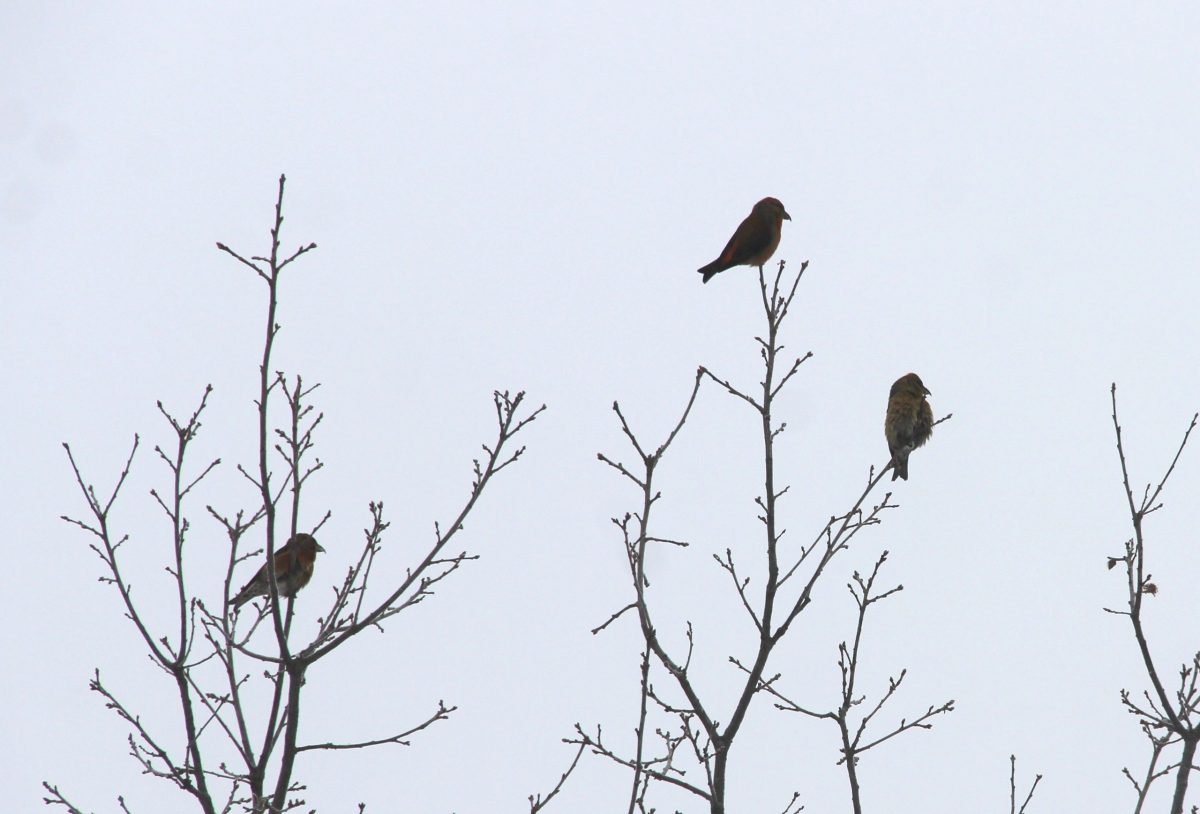 Нижегородцам показали, как клесты готовятся к выведению потомства