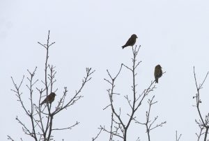 Нижегородцам показали, как клесты готовятся к выведению потомства
