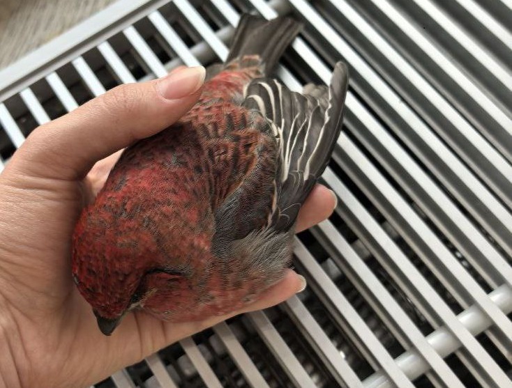 Замёрзшую птичку спасла нижегородка