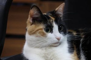 РИК НРО партии "Единая Россия"