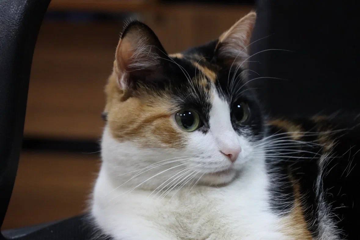 РИК НРО партии "Единая Россия"