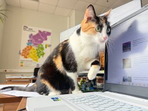 РИК НРО партии "Единая Россия"