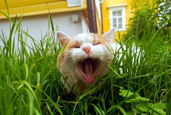 Усатые на службе: где работают нижегородские котики