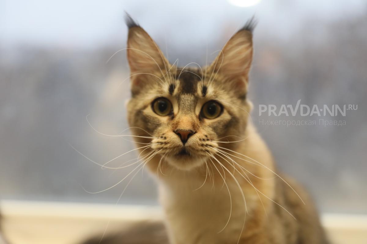 Нижегородцам рассказали, почему нельзя кормить кошек только сырым&nbsp;мясом