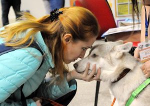 Мой питомец потерялся: как нейросеть помогает находить пропавших животных 