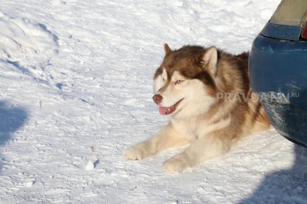 Нижегородцам объяснили, почему гололедица особенно опасна для&nbsp;собак