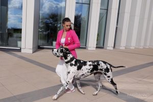 Правда или ложь: владельцев собак обяжут платить налог на выгул?