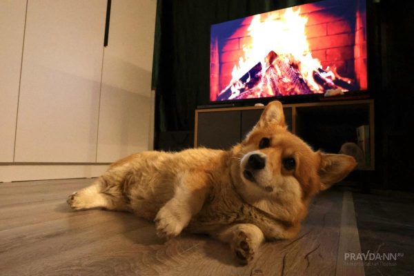 Нижегородцам рассказали, как укрепить здоровье питомцев к&nbsp;весне