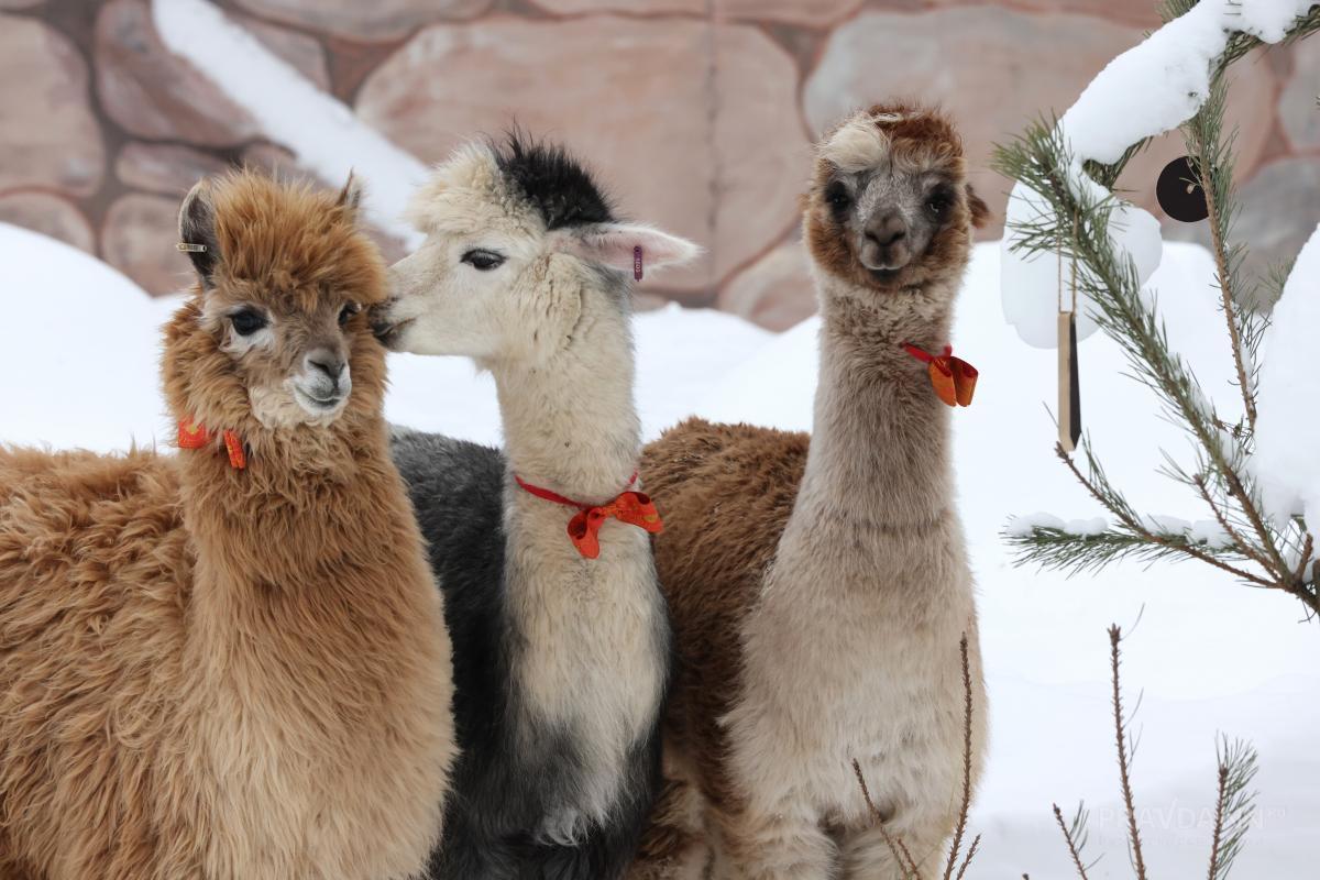 Фото: Александр Воложанин