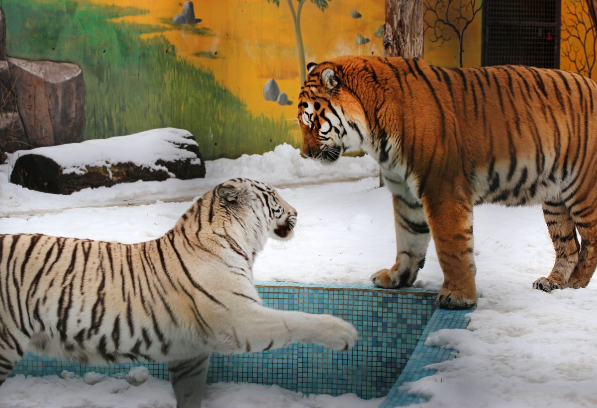 Фото: пресс-служба зоопарка "Лимпопо"