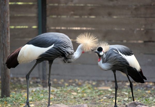 Любовь в вольере: показываем самые милые парочки из зоопарка «Лимпопо»