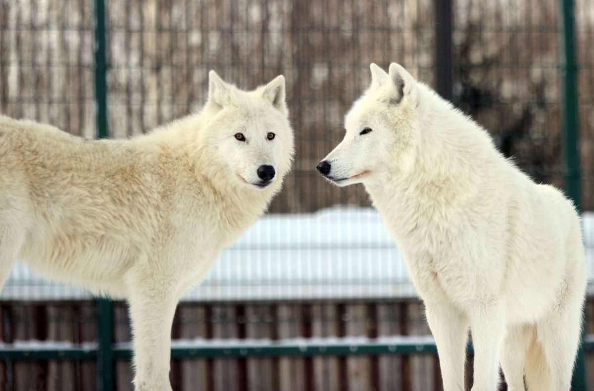 Фото: пресс-служба зоопарка "Лимпопо"