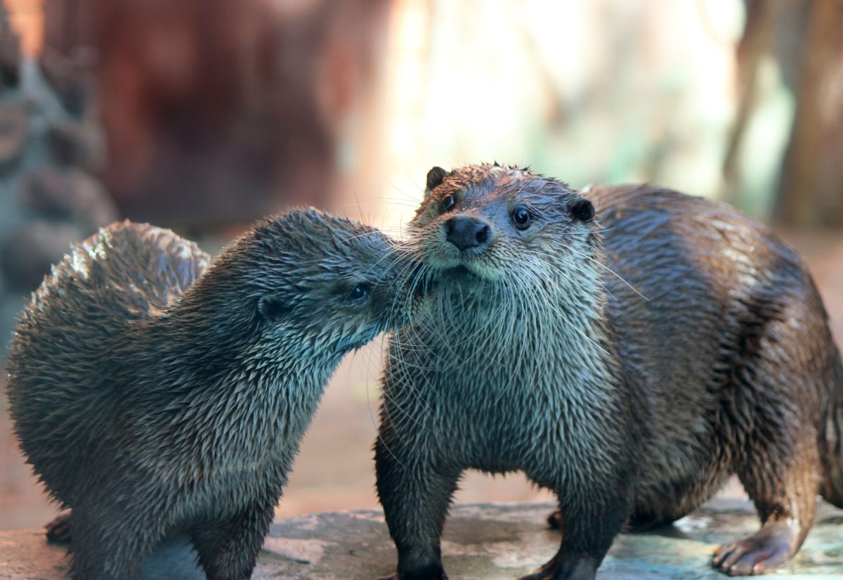 Ухаживания у зверушек могут приобретать самые разные формы