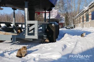 Анастасия Красушкина