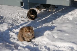 Анастасия Красушкина