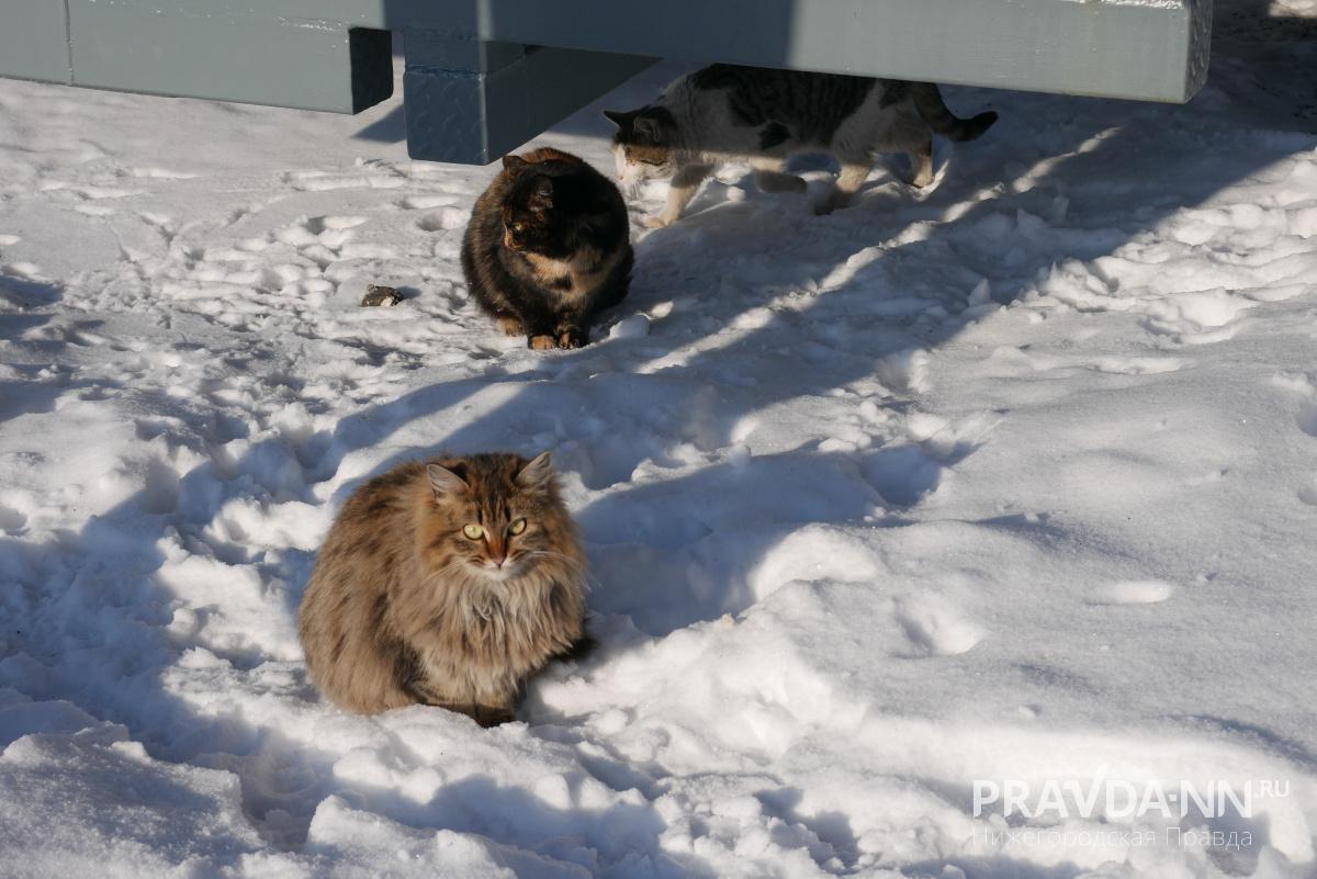 Анастасия Красушкина