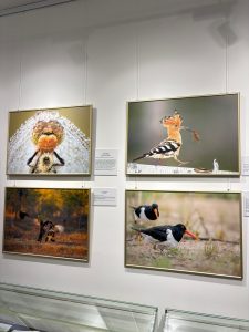 В Русском музее фотографии открыли выставку «Ангел неба»