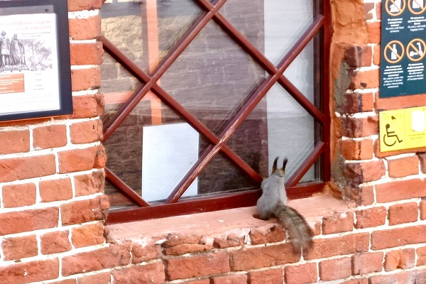 Пушистая гостья стала первым посетителем летнего кругового маршрута по Кремлю