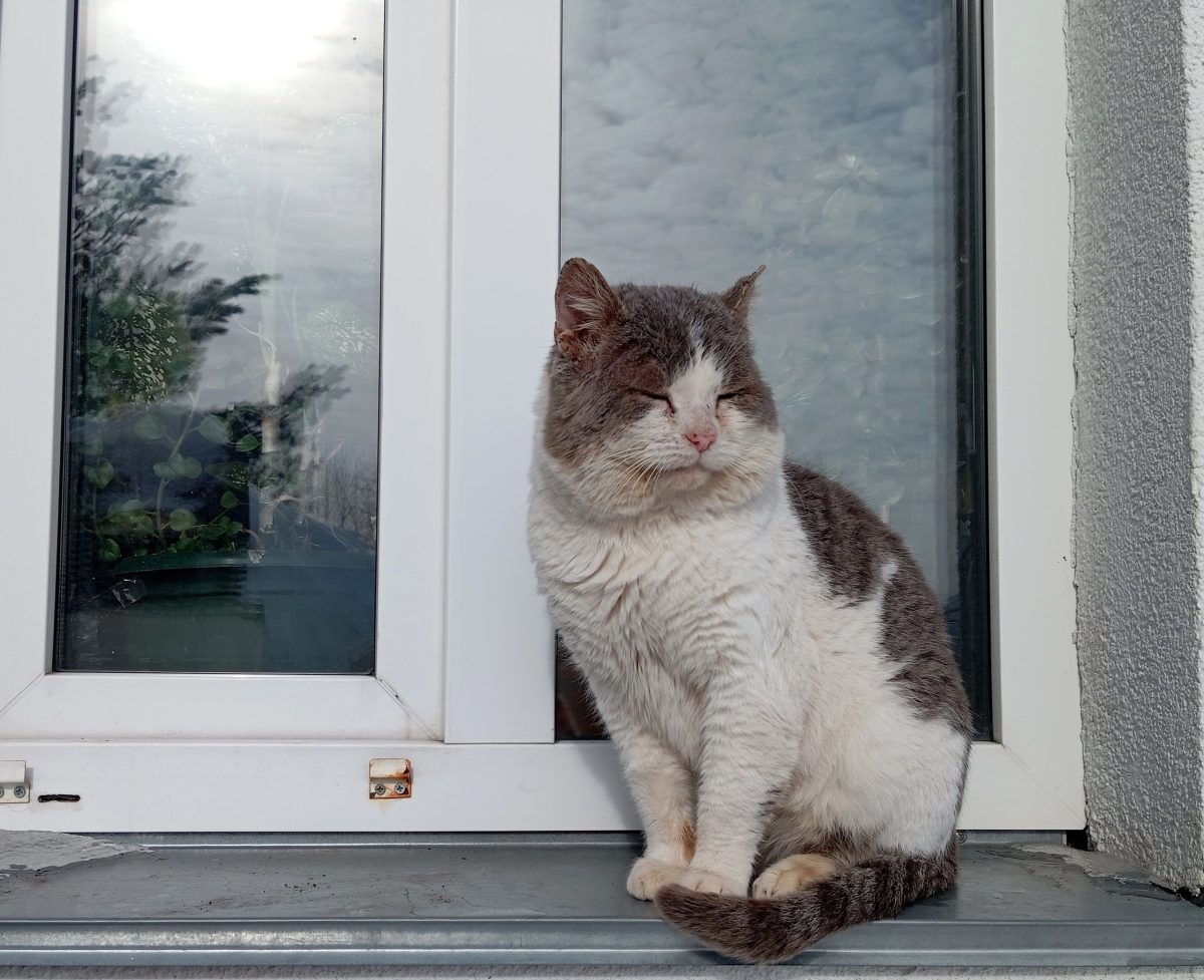 Второй кот завелся в экоцентре Керженского заповедника