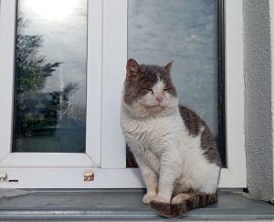 Второй кот завелся в экоцентре Керженского заповедника