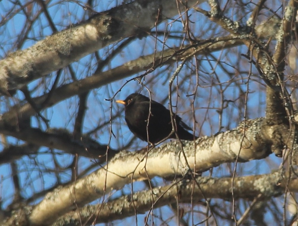 Первых скворцов и черных дроздов заметили в Нижегородской области