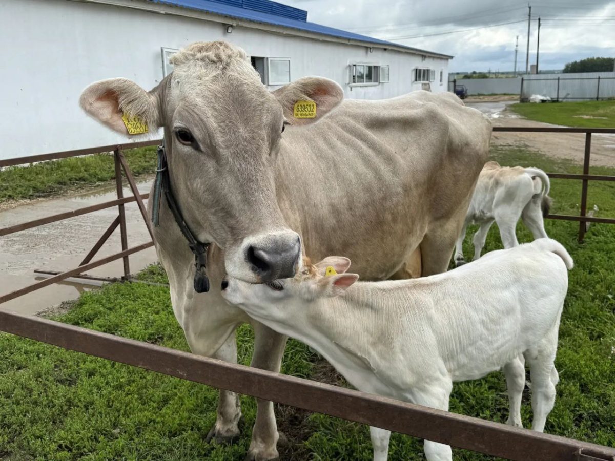 Пятнадцать племенных хозяйств региона участвуют в проекте по геномной селекции