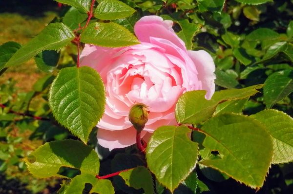 Эксперт Рыбин рассказал, как сохранить розы на даче, пока не сошёл&nbsp;снег