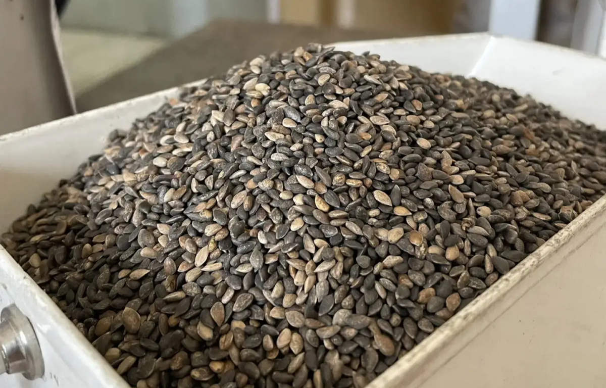 Нижегородская область участвует в восстановлении лесов Донбасса