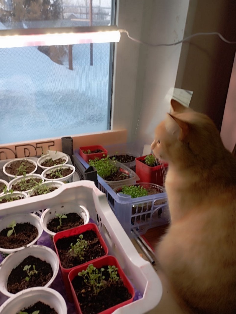 Кошки не хулиганят