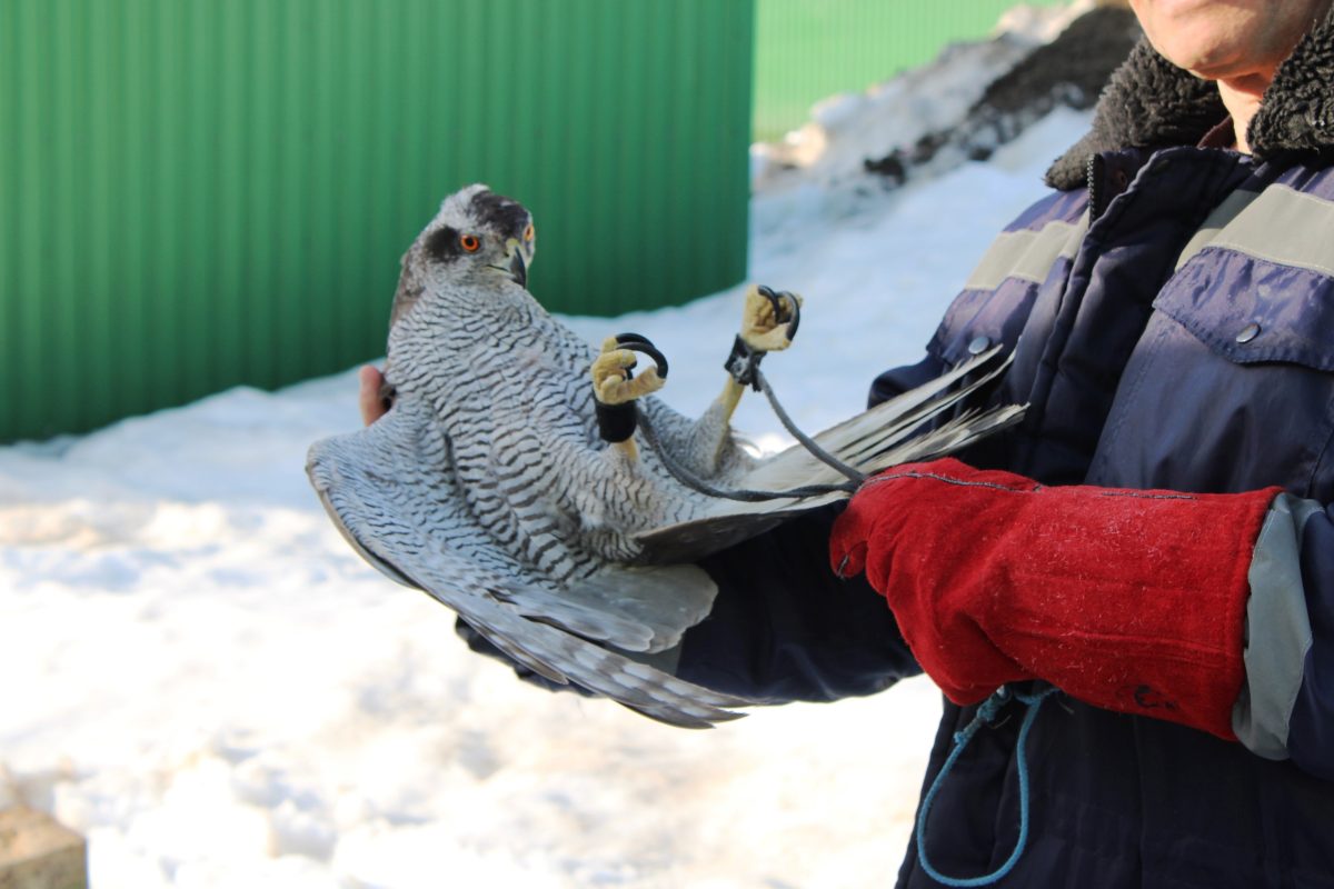 Тетеревятник с городецкого полигона научился цирковому трюку