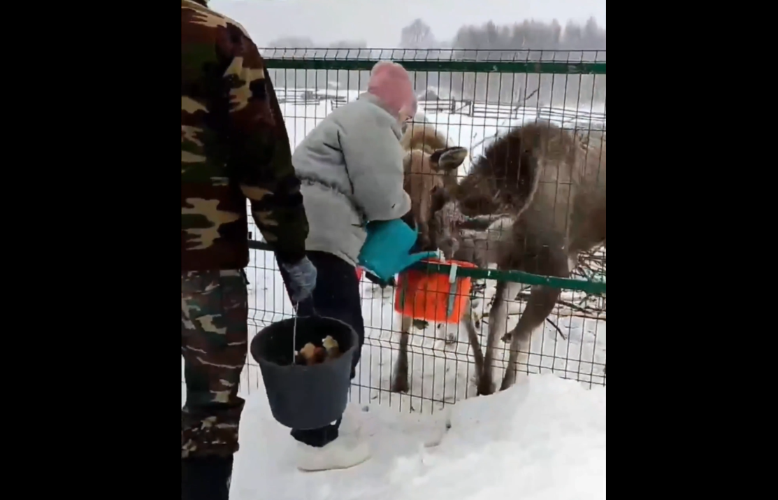 Лосята, спасенные в Нижегородской области, готовятся к самостоятельной жизни