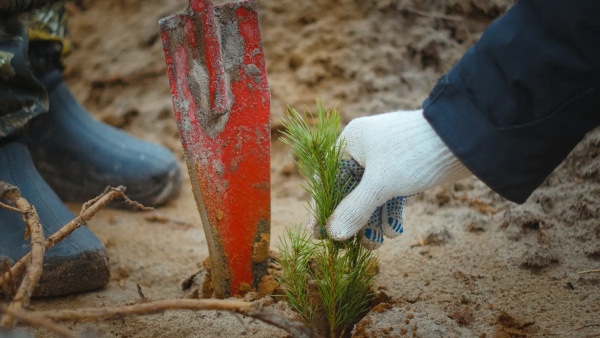 В Нижегородской области началась подготовка к лесокультурному сезону